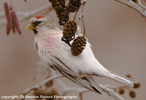 Hoary Redpoll at Brenton Arboretum, near Dallas Center IA