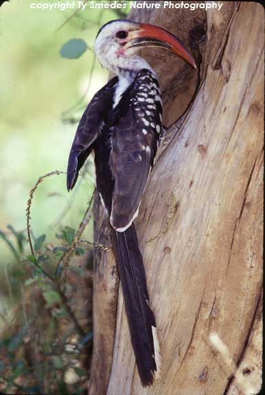 Red-billed Hornbill, Samburu National Park, Kenya