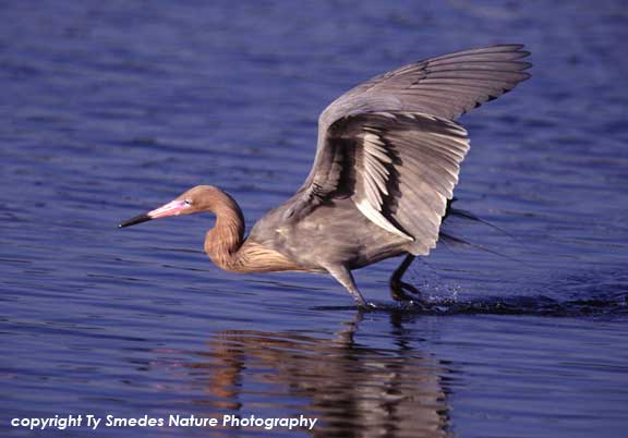 Reddish Egret