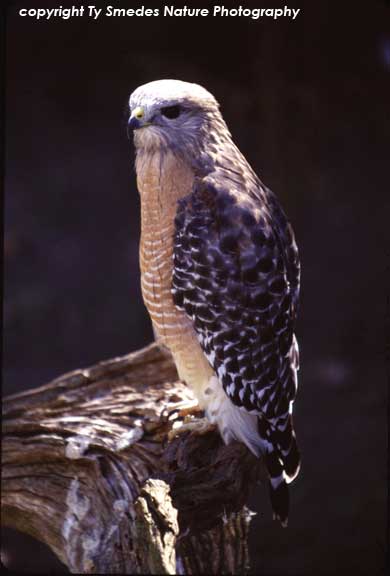 Red-shouldered Hawk