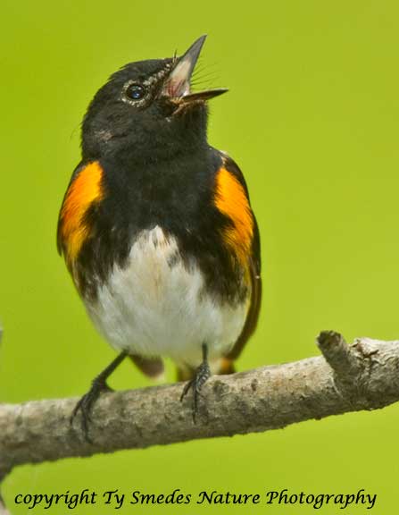 Singing American Redstart - male