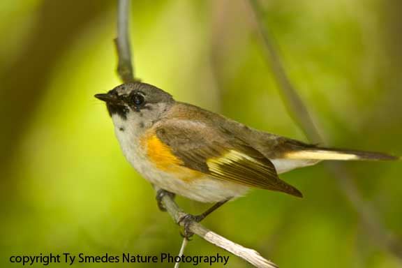 Redstart (American) - 1st year male