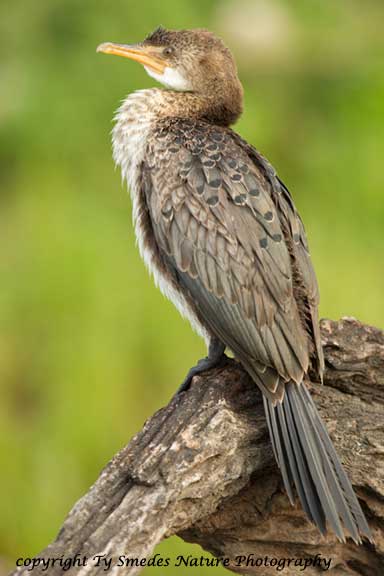 Reed Cormorant, Chobe River, Chobe National Park, Botswana