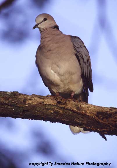 Ring-necked Dove in northern Tanzania