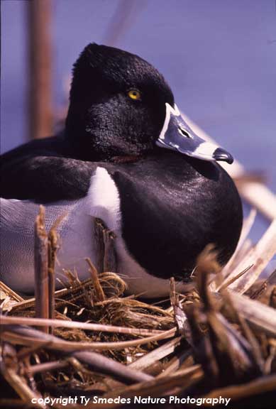 Ring-necked Duck