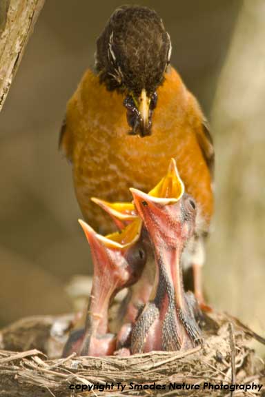 Robin at nest, feeding young