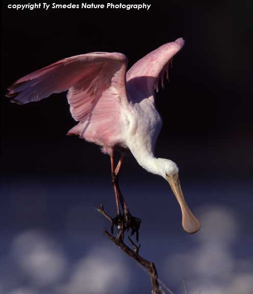 Roseate Spoonbill