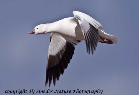 Ross' Goose in flight