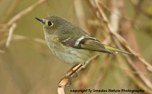 Ruby-crowned Kinglet