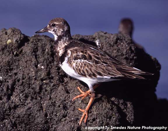 Juvenile Ruddy Turnstone