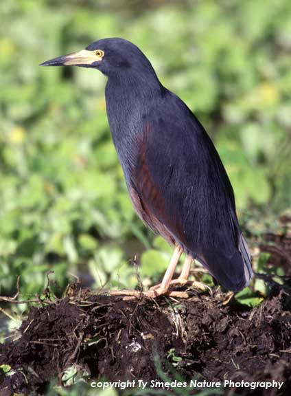 Rufous-bellied Heron in the Masai Mara of Kenya