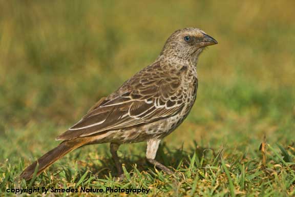 Rufous-tailed Weaver, Ngorongoro Crater, Tanzania