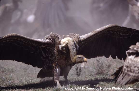 Rupplle's Griffon Vulture at Wildebeest carcass, in Serengeti