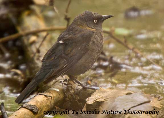 Rusty Blackbird