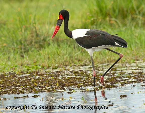 Saddlebilled Stork, Botswana 