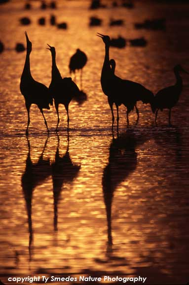 Sandhill Cranes