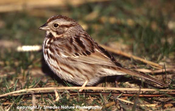 Savannah Sparrow
