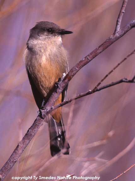 Say's Phoebe