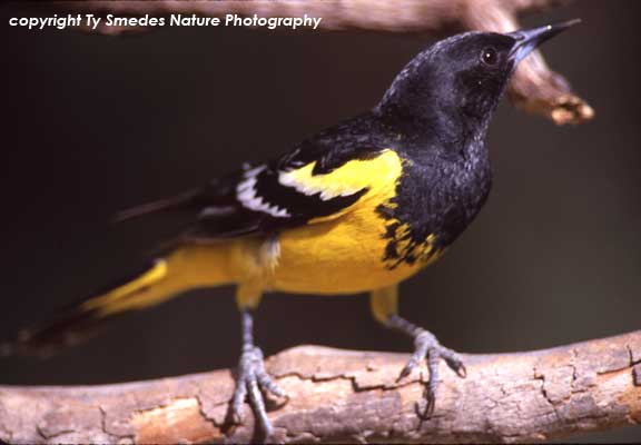 Scott's Oriole