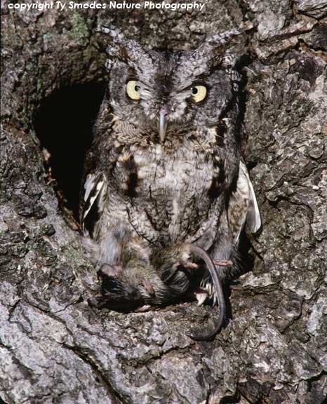 Screech Owl - Gray Phase, with mouse
