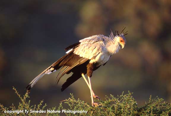 Secretary Bird, Ngorongoro Crater, Tanzania