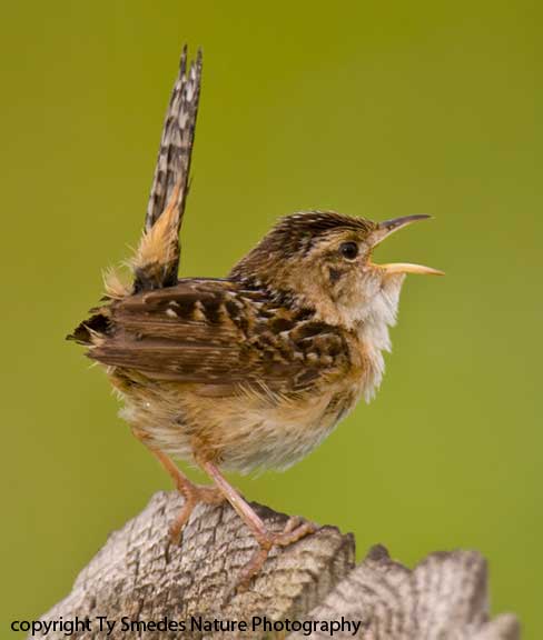 Singing Sedge Wren