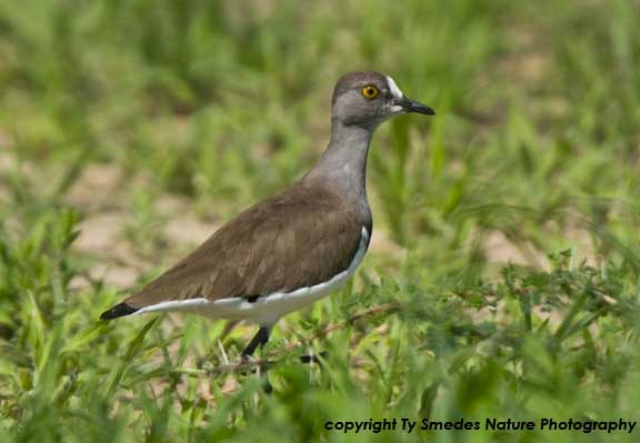 Senegal Plover, Tarangire National Park, Tanzania