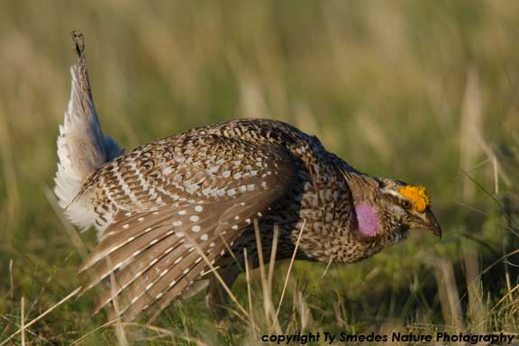 Sharptail Grouse displaying on Lek