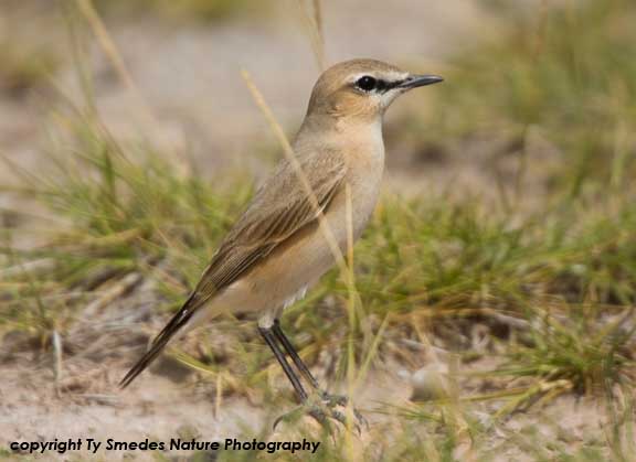Siberian Wheatear, Amboseli National Park, Kenya