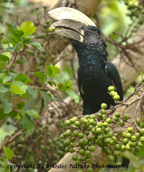 Silver-cheeked Hornbill, Lake Manyara National Park, Tanzania