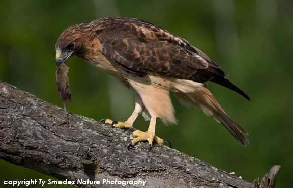 Red-tailed Hawk, with mouse