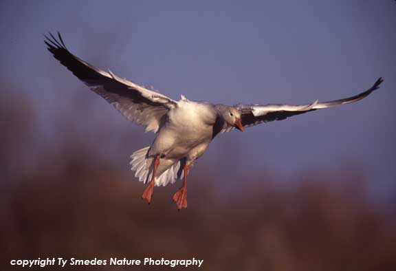 Snow Goose landing