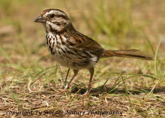 Song Sparrow