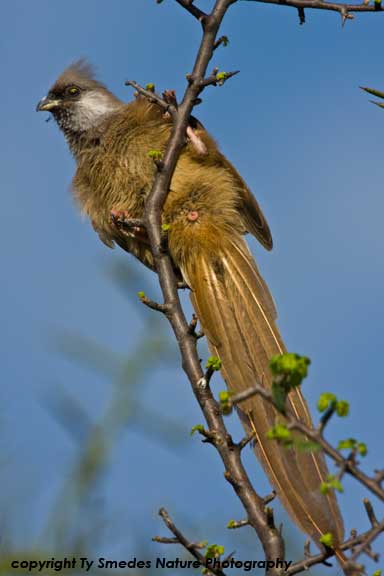 Speckled Mousebird, Serengeti National Park, Tanzania