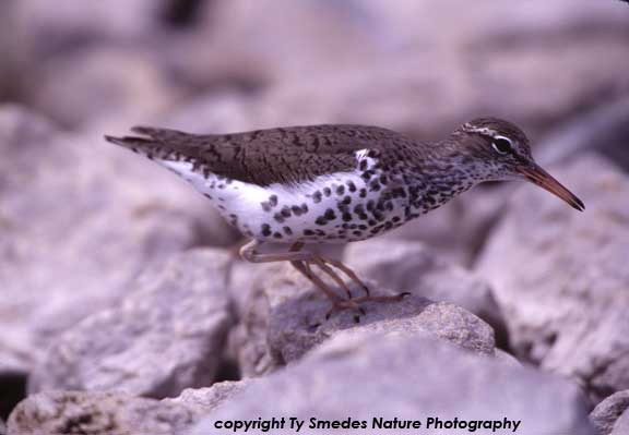 Spotted Sandpiper