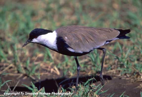Spur-winged Plover