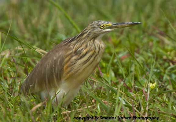 Squacco Heron, Serengeti National Park, Tanzania