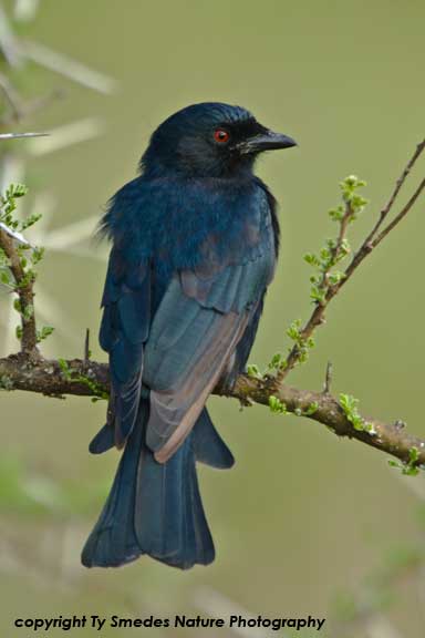 Square-tailed Drongo , Serengeti National Park, Tanzania