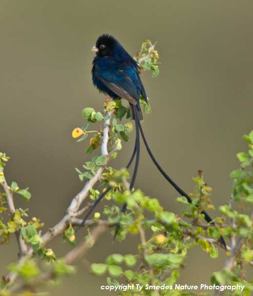 Steel-blue Whydah, Serengeti National Park,Tanzania