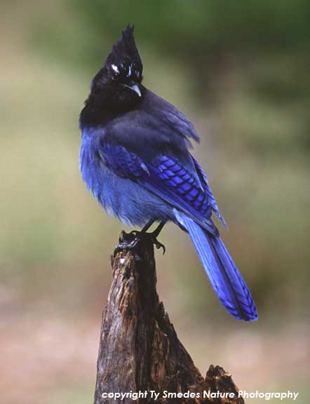 Stellar's Jay