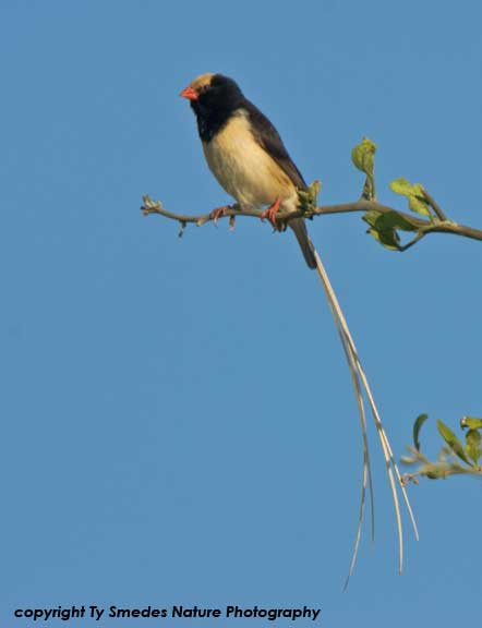 Straw-tailed Whydah, Serengeti National Park,Tanzania