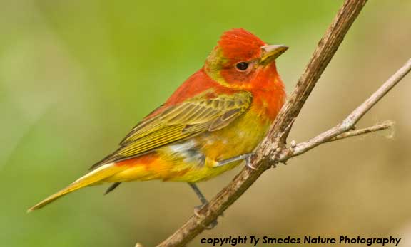 Summer Tanager (first year)