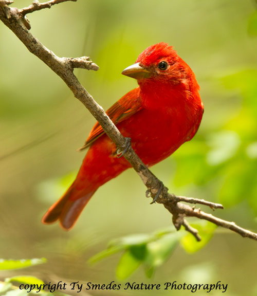 Summer Tanager Male