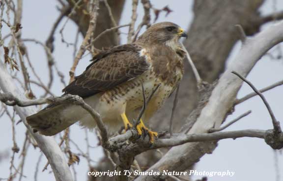 Swainson's Hawk