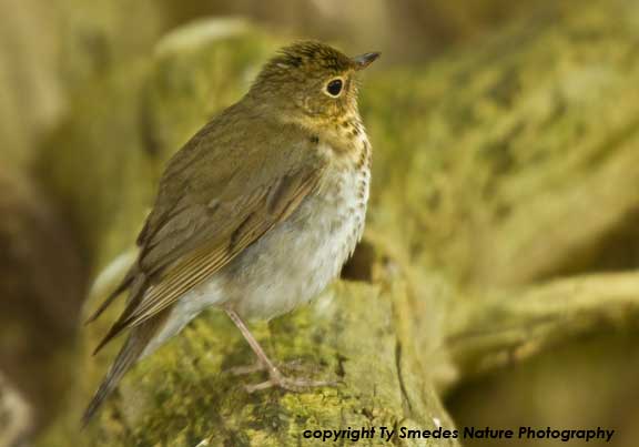 Swainson's Thrush