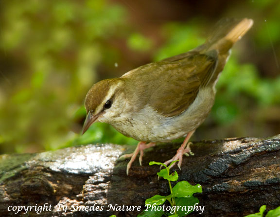 Swainson's Warbler