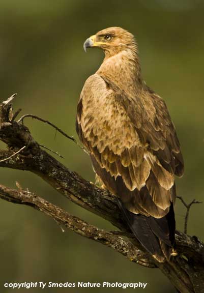 Tawny Eagle (light phase) in Serengeti National Park, Tanzania