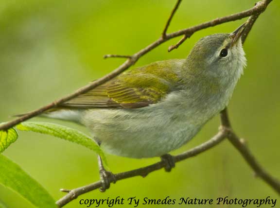 Tennessee Warbler - male catching an insect