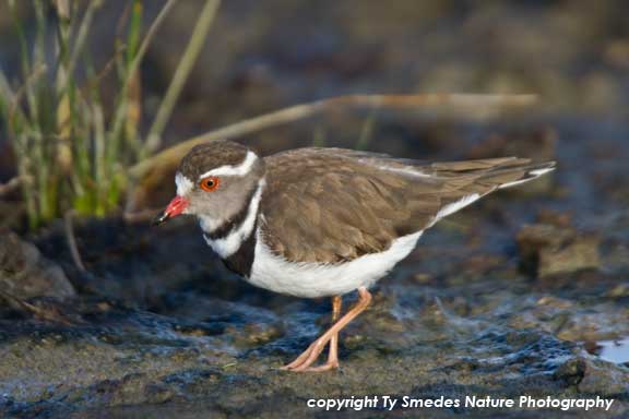 Three-banded Plover, Serengeti National Park, Tanzania