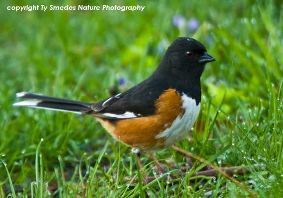 Eastern Towhee